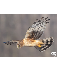 گروه سنقرها Harriers